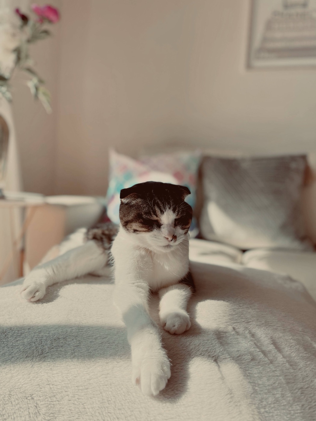 日なたでくつろぐ保護猫